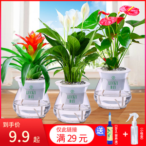 红掌盆栽水培植物室内好养花卉绿植四季水养白掌一帆风顺鸿运当头 阿里巴巴找货神器