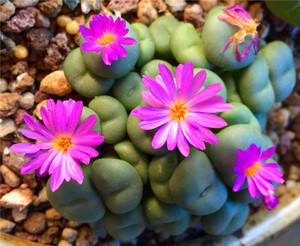 多肉植物 肉肉不二家番杏肉锥花属安珍安贞群碧玉群生开花株 阿里巴巴找货神器