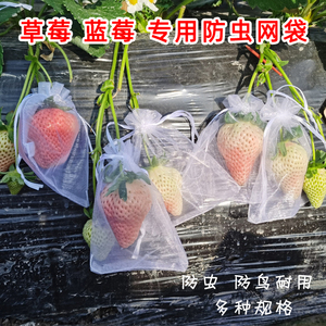 草莓果实套袋水果保护袋防鸟罩防虫网纱袋透气番茄黄桃蓝莓鸟套网