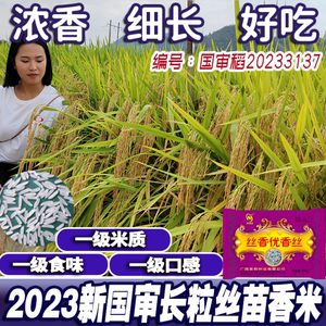 丝香优香丝浓香一级丝苗香米种籽长粒杂交水稻种子水稻谷种孑高产