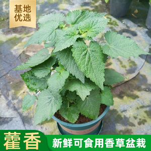 苏州藿香苗盆栽解暑泡茶可食用新鲜香叶植物五香叶鱼香草庭院种植