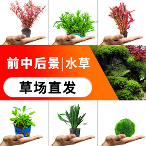 疯狂水草鱼缸草缸前景草水草植物真草阴性中景后景中后景造景套餐 阿里巴巴找货神器 疯狂水草鱼缸草缸前景草水草植物真草阴性中景后景中后景造景套餐 阿里巴巴找货神器