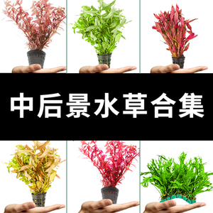 前景草水草活体 淘宝拼多多热销前景草水草活体货源拿货 阿里巴巴货源 前景草水草活体 淘宝拼多多热销前景草水草活体货源拿货 阿里巴巴货源