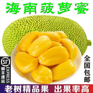 海南三亚新鲜菠萝蜜黄肉干苞木树菠萝当季水果20-40整个顺丰包邮