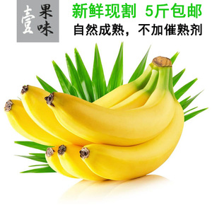 福建天宝香蕉5斤包邮正宗现割零添加新鲜当季水果非米蕉芭蕉红蕉