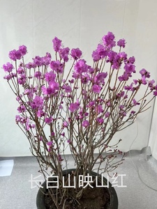 长白山映山红盆栽老桩艳山红绿植苗木庭院花海室内迎春花点缀