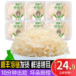 古松福建特产古田新鲜银耳非干货雪耳丑耳 白木银耳莲子羹6朵700g