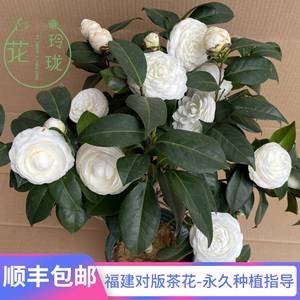 白色山茶花盆栽花卉绿植室内庭院东方亮白雪塔白玉丹大型花朵名贵