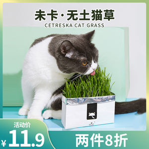 未卡无土壤猫草种子盆栽水培种植套装小麦草种籽猫薄荷零食化毛