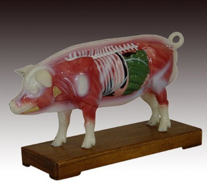 中医动物猪体针灸模型穴位解剖练习训练模具标本