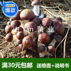 赤菇新款巧克力色大球盖菇古田赤松茸菌种蘑菇种植包免费农技指导