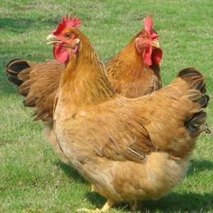文昌鸡种蛋高产三黄鸡受精蛋蛋鸡笨鸡蛋土鸡蛋海南柴鸡肉鸡散养