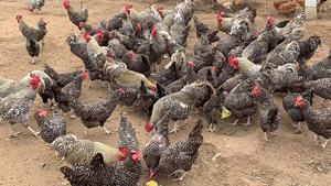新鲜大种芦花鸡种蛋受精蛋可孵化纯种汶上小鸡农家肉鸡土鸡受精蛋