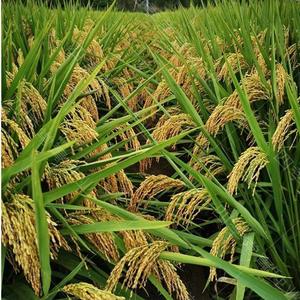 超级杂交水稻种孑谷种水稻高产旱稻种籽常规籼稻种子徽两优丝