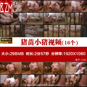 实拍猪圈养猪场三元猪白猪仔幼崽猪苗小猪养殖业猪肉视频素材