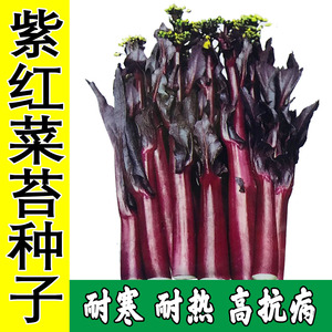 四川红菜苔种籽湖北紫菜薹种孑早熟高产耐寒红油菜薹根粗蔬菜种子