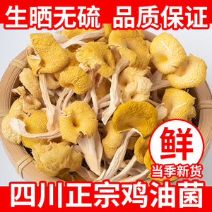 四川鸡油菌干货250g榆黄菇香菇蘑菇大凉山特产黄丝菌金顶蘑黄金菇