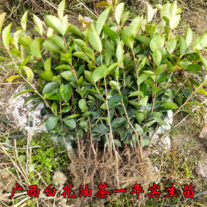 油茶树苗实生苗优质广西高产白花油茶苗山茶子茶果种子苗薄皮