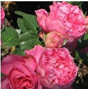 粉色茶花女月季 粉色茶花女月季品牌 价格 阿里巴巴