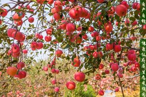 山东沂源红苹果中庄苹果红富士5斤包邮新鲜水果应季时令现摘脆甜
