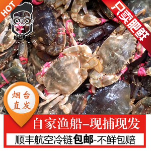 海蟹 花盖蟹新鲜活赤甲红蟹烟台海鲜野生螃蟹1斤5-8只 2斤起拍