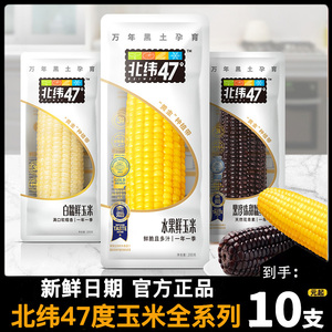 北纬47度鲜糯玉米整箱10支东北黄糯白糯黑糯水果花甜玉米棒旗舰店