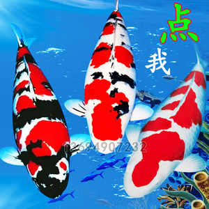 纯种精品进口日本锦鲤活鱼活体观赏鱼大正三色锦鲤鱼大型 高端