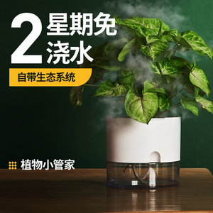 免浇水自动自吸水懒人花盆水养绿萝盆栽水培北欧塑料绿植蓄水器皿