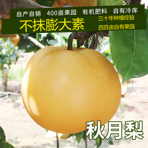 七年老店精品脆甜秋月梨新鲜水果原产地包邮山东特产日本引种