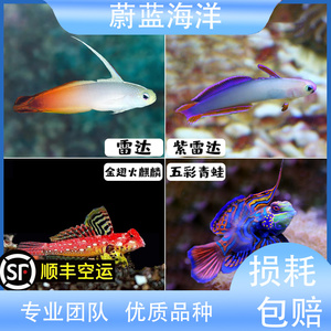 蔚蓝海洋雷达紫雷达五彩青蛙金翅火麒麟海水鱼小丑顺丰快家包活