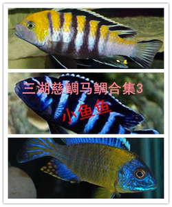 三湖慈鲷鱼(5-6厘米)马鲷岩栖红马面维纳斯  皇帝火鸟 蓝黎明