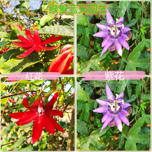 四季开花阳台庭院攀援植物紫色西番莲苗 包邮藤本常绿洋红莲盆栽