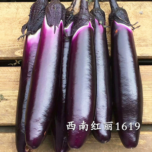 西南红丽1619茄子种子种籽黑紫色嫁接长茄子春季四季蔬菜苗孑秧苗