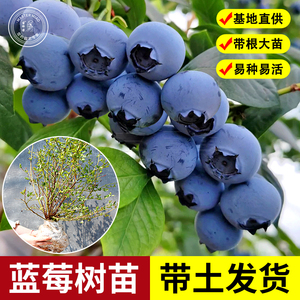 蓝莓树果苗蓝莓苗盆栽兔眼绿宝石果树特大阳台南北方种植地栽果苗