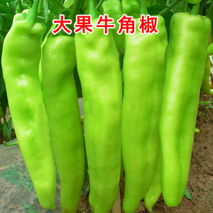 特大牛角椒种子大果羊角青椒尖椒辣椒种籽苗高产春季蔬菜苗孑籽种
