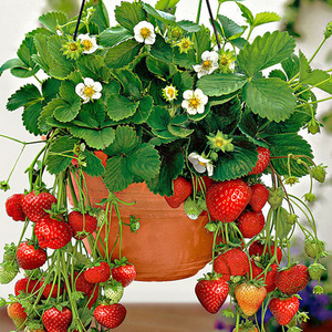 草莓苗四季牛奶冬季室内阳台种植盆栽食用奶油红颜带土带盆苗栽好