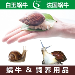 白玉蜗牛法国蜗牛活物饲养套餐学生科学实验教学宠物稀有蜗牛活体