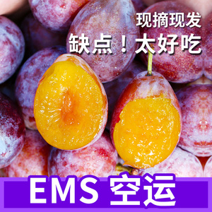 EMS空运西梅新鲜水果现摘现发酸甜可口应季李子