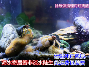 寄居蟹活物观赏除藻虾蟹海水宿舍小宠物迷你豆豆蟹爬宠非淡水陆生