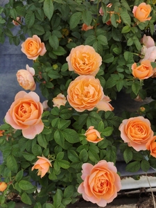 果汁阳台盆栽欧月玫瑰花苗花多多带花苞好养瑞典女王钻石玫瑰珍珠