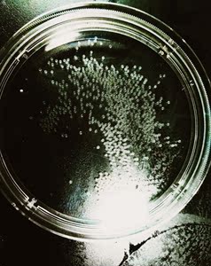 斑马鱼胚胎【0-3天】鱼卵实验AB/TU品系透明药理毒理成像科研观察