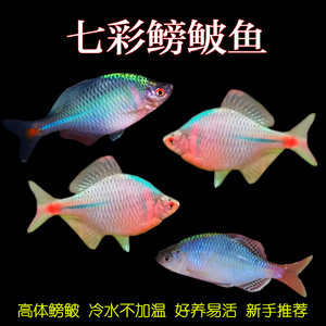 冷水鳑鲏鱼高体七彩旁皮鱼越南鱊肯氏淡水除藻观赏鱼耐活易养活体