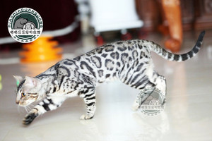 银色孟加拉豹猫活体 宠物猫纯种银豹小猫咪活体猫布偶猫 加菲猫
