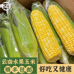 云南正宗金银黄水果玉米脆甜爆汁新鲜现摘孕妇即食蔬菜顺丰包邮