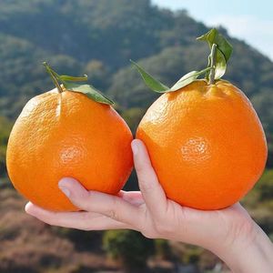 正宗四川青见柑橘果冻橙橘子桔子水果新鲜当季整箱苔耙耙