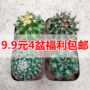 仙人球飞碟 仙人球飞碟品牌 价格 阿里巴巴