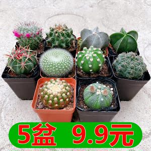 仙人球飞碟 仙人球飞碟品牌 价格 阿里巴巴