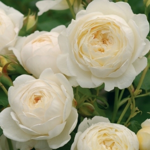 琴川园艺克莱尔奥斯汀欧月英国月季经典白色包子多季抗病可做小藤