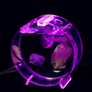 水母专用缸赤月海月巴布亚大西洋活体小水母海水宠物入门泡泡鱼缸
