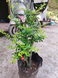 红果火棘盆景老桩盆栽树苗吉祥果带叶子满堂红植物阳台好养活红果